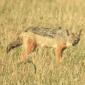 Black-backed Jackal