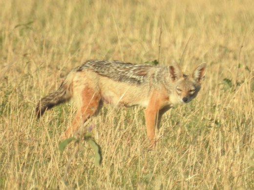 Black-backed Jackal