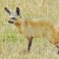 Bat-eared Fox