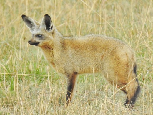 Bat-eared Fox