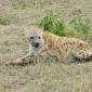 Hyena