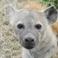 Hyena