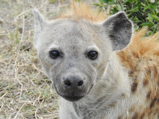 Hyena