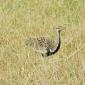  Black-ellied Bustard