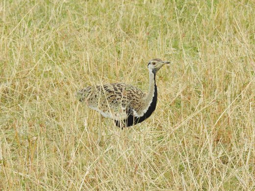  Black-ellied Bustard