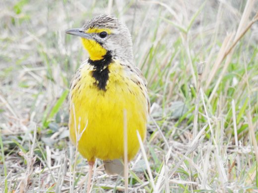 Yellow Throated Long Claw