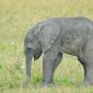 Baby Elephant