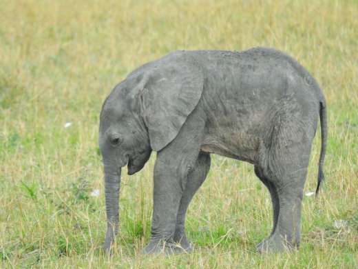 Baby Elephant