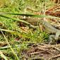 Monitor Lizard