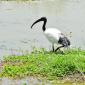 African Sacred Ibis