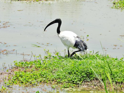 African Sacred Ibis