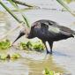 Skull Ibis