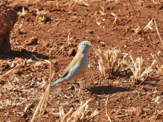 Blue-capped Cordon Blue