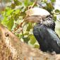 Silvery Cheeked Hornbill