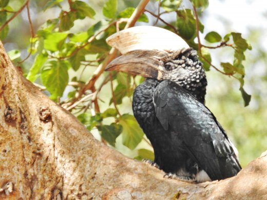 Silvery Cheeked Hornbill