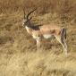 Grant's Gazelle