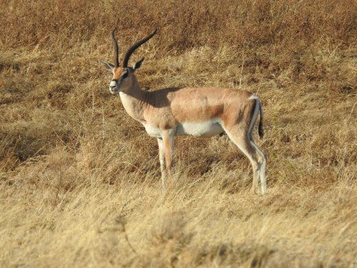 Grant's Gazelle