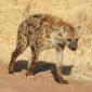 Hyena on the Road