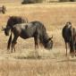 Wildebeest