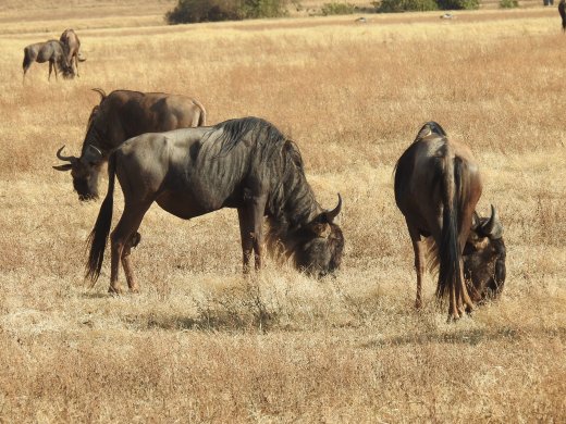 Wildebeest