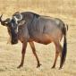 Wildebeest