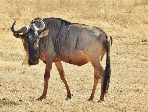 Wildebeest