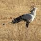 Secretary Bird