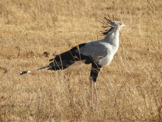 Secretary Bird