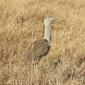 Kori Bustard