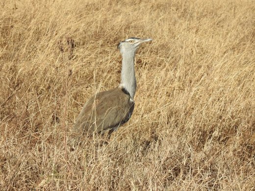 Kori Bustard