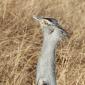Kori Bustard