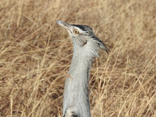Kori Bustard