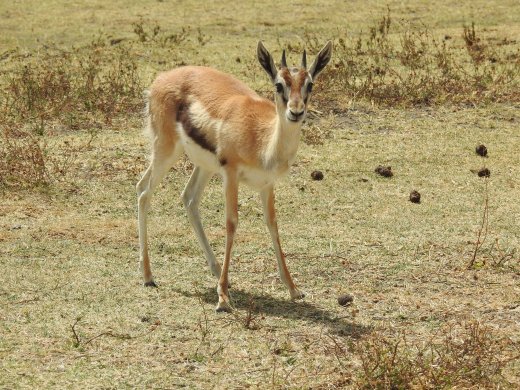 Thomson's Gazelle