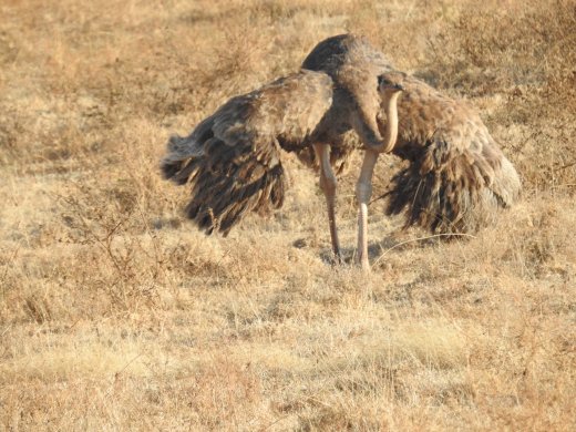 Female Ostrich