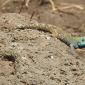 Male Agama Lizard