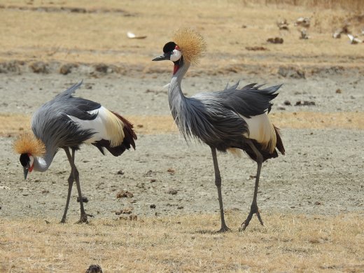 Gray Crowned Cranes