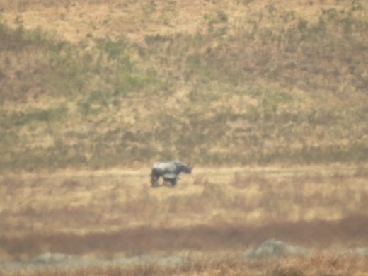 Black Rhino & Calf