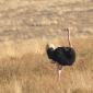 Male Ostrich