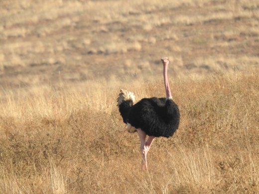 Male Ostrich