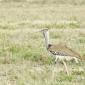 Kori Bustard