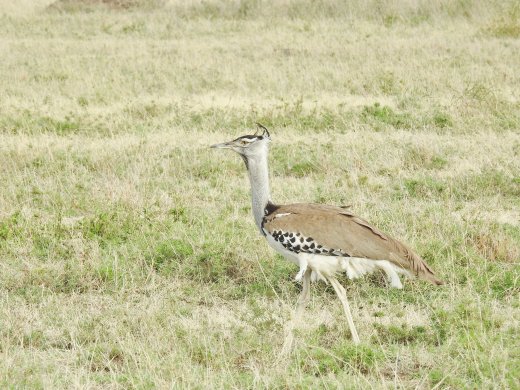 Kori Bustard