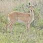 Reedbuck