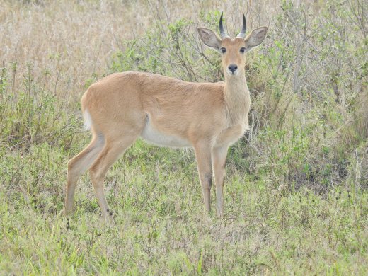 Reedbuck