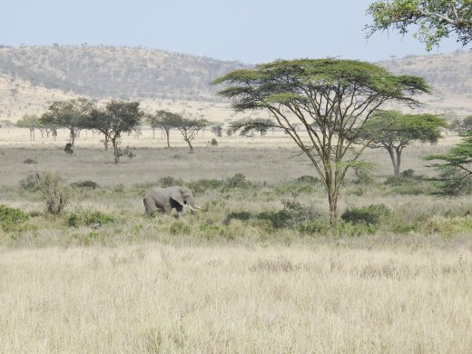 Southern Serengeti