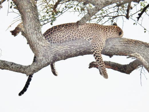Leopard in Tree