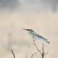 European Bee Eater