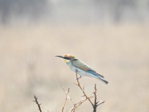 European Bee Eater