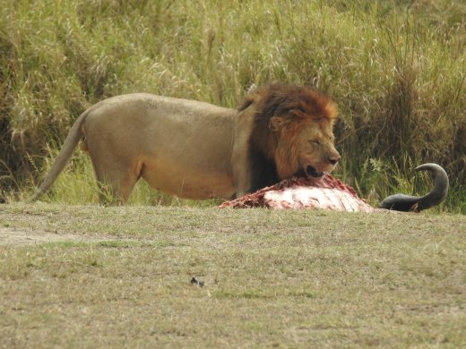 Lion Brothers with Buffalo Kill