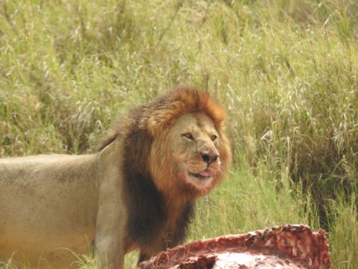 Lion Brothers with Buffalo Kill