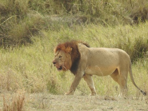 The Healthy Brother Leaves